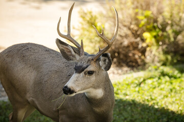 Young white-tailed deer buck on eating on an suburban lawn