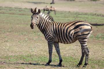 Steppenzebra / Burchell's zebra / Equus quagga burchellii
