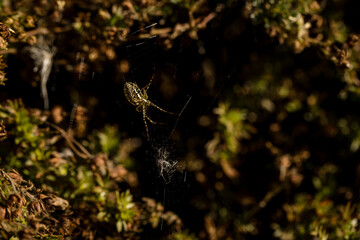 Close-up of banded garden spider weaving a spiderweb