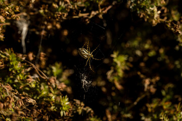 Close-up of banded garden spider weaving a spiderweb
