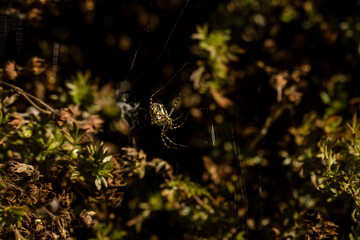Close-up of banded garden spider weaving a spiderweb