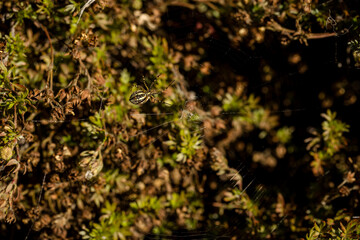 Close-up of banded garden spider weaving a spiderweb