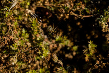 Close-up of banded garden spider weaving a spiderweb