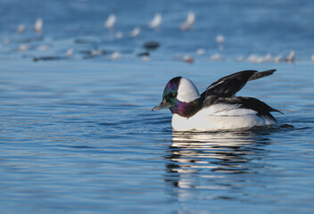 Closeup of a male bufflehead duck swimming in a partially frozen lake in winter.