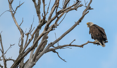 American bald eagle perched in a bare tree in winter.