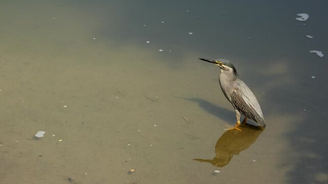 Black-crowned Night Herons Nycticorax nycticorax in the wild. The Glossy Ibis Plegadis falcinellus bird strolls in the background on the lake Slow Motion. Wild life nature diversity. Exotic birds