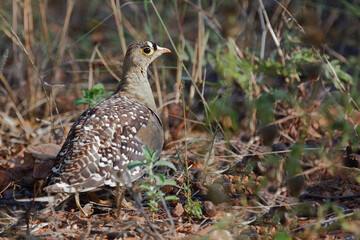 Nachtflughuhn / Double-banded sandgrouse / Pterocles bicinctus