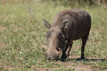 Warzenschwein / Warthog / Phacochoerus africanus..