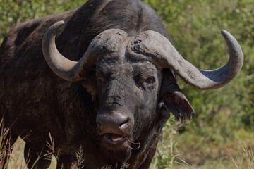 Kaffernbüffel / African buffalo / Syncerus caffer