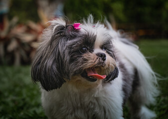 retrato de perro shih tzu en el prado - foto de stock 