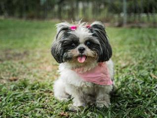 retrato de perro shih tzu 