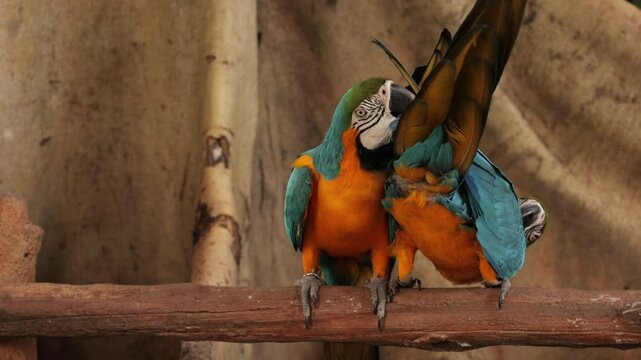 Macaw parrot bird In animal captivity. Two parrots grooming each other. Quintana Roo, Mexico, located in the east of the Yucatan Peninsula, state Quintana Roo. Biodiveraity in tropical forests
