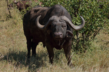 Kaffernbüffel / African buffalo / Syncerus caffer