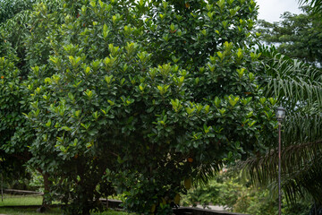 Lush green jackfruit tree bearing fruit in a park. Natural, overcast daylight. Potential copy space in sky. Tropical, warm.