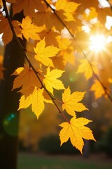 Yellow autumn leaves glow warmly on the tree's limbs in natural sunlight, autumn, foliage