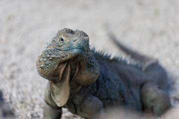 Blue iguana - endangered species, endemic to Grand Cayman, roaming the gardens