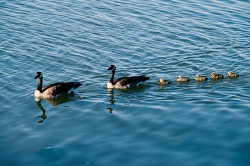 Canada geese family swimming in a lake.
