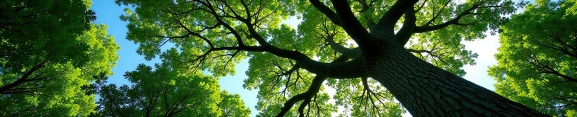 Fototapeta premium Large tree with branches stretching towards the sky, forest, texture