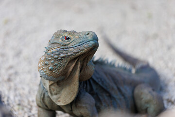 Blue iguana - endangered species, endemic to Grand Cayman, roaming the gardens