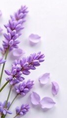 Obraz premium Soft lavender petals unfolding on a delicate white background, floral, gentle