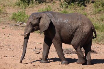 Obraz premium Afrikanischer Elefant / African elephant / Loxodonta africana