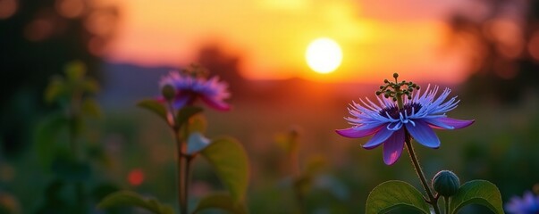Obraz premium Blue passionflower against a warm sunset background, natural, flowers, foliage