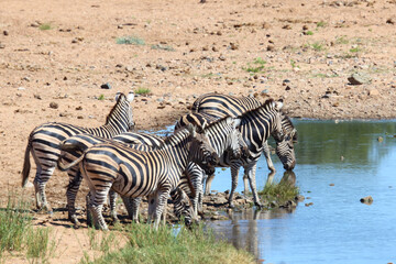 Steppenzebra / Burchell's zebra / Equus quagga burchellii
