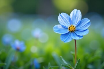 delicate blue primrose primula flowers in a field, blue primrose, spring, primula