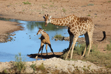 Giraffe / Giraffe / Giraffa camelopardalis