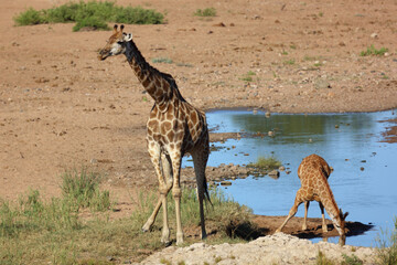 Giraffe / Giraffe / Giraffa camelopardalis
