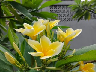 yellow flowers kamboja