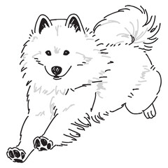 Fototapeta premium サモエドの手書きイラスト