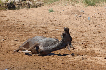 Streifengnu / Blue wildebeest / Connochaetes taurinus