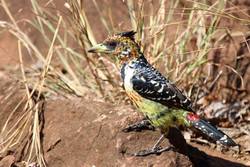 Haubenbartvogel oder Schwarzrücken-Bartvogel / Crested barbet / Trachyphonus vaillantii