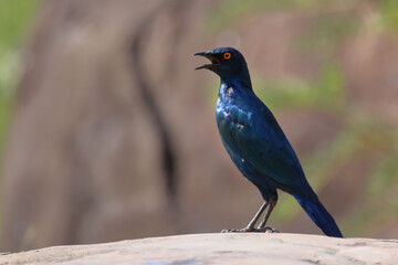 Obraz premium Rotschulter-Glanzstar/ Cape glossy starling or Red-shouldered glossy starling / Lamprotornis nitens