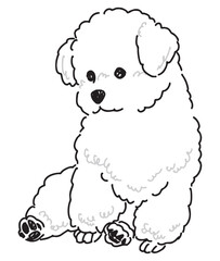 ビションフリーゼの手書きイラスト