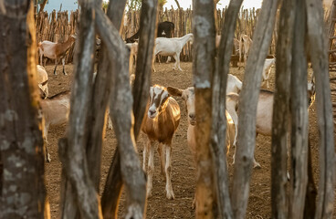 Goats in a Traditional Rural Corral in the Countryside of Paraíba Brazil