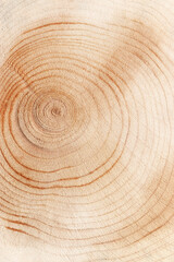 Naklejka premium Slice of wood timber with juniper tree rings, natural geometric pattern, abstract nature background. Natural wooden organic textures and shapes, monochrome brown beige gradient, vertical format