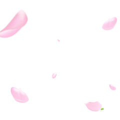 spring sky cherry blossom petals pink