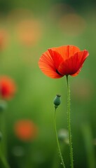 Fototapeta premium Delicate poppy stems swaying gently among the lush wildflower stalks, delicate stems, garden flowers
