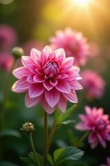 Soft petals of pink dahlias unfold in morning light, flower garden, spring flowers, dahlia blooms