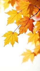 Fototapeta premium Yellow and orange leaves isolated on white background, foliage, fall colors