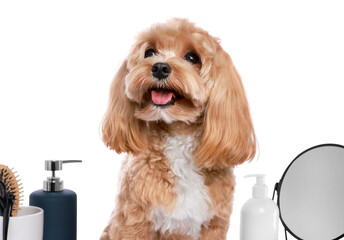 Cute dog and grooming tools on white background