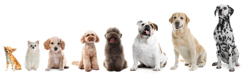 Adorable dogs of different sizes in row on white background, from smallest to largest