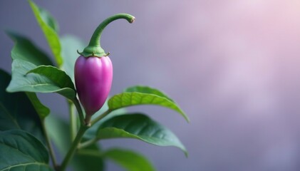 Soft lilac and gray tones blend into each other on a textured pepper plant stem, stem, foliage