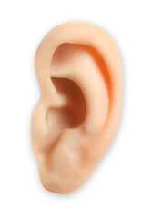 Human ear isolated on white, closeup view