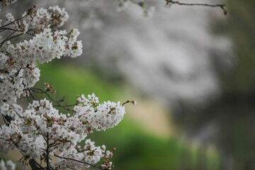桜