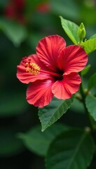 Red hibiscus flower in full bloom with pollen on the pistil, green foliage, floral arrangements, red hibiscus