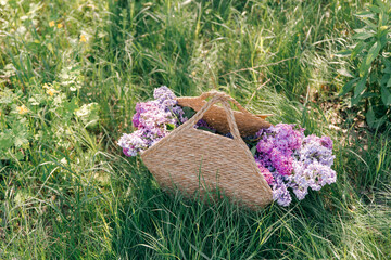 Wicker basket with lilac flowers on the grass outside in the sunshine