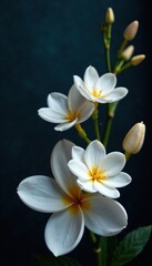 Naklejka premium Soft petals of white flowers against dark velvet background, floral, velvet